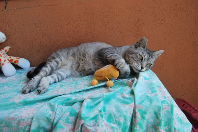 Mamma e il peluche 2