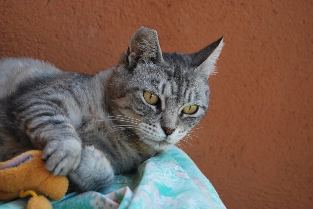 Mamma e il peluche 3 