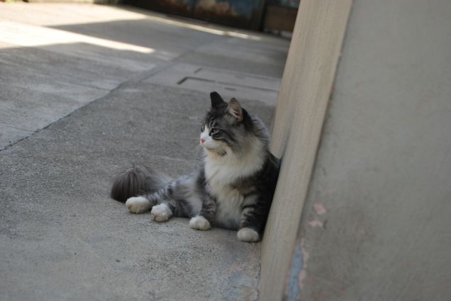 Bimba dietro il muro 