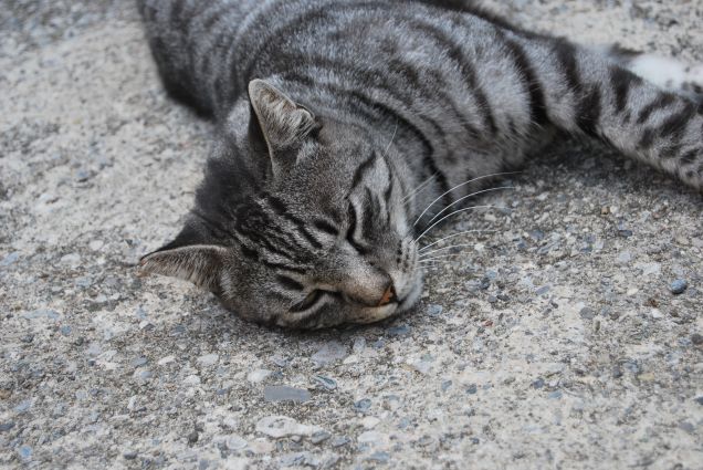La stanchezza appartiene a chi lavora tanto