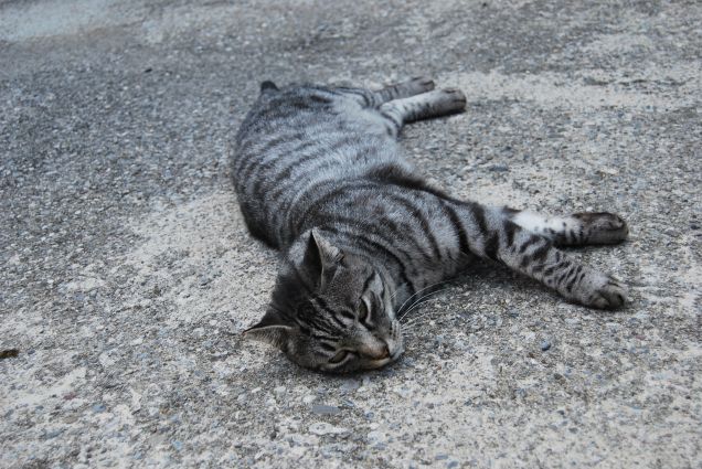 La stanchezza appartiene a chi lavora tanto 2