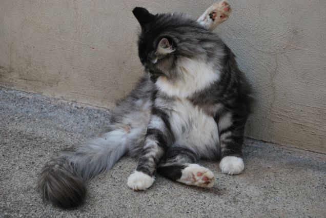 Bimba e le pulizie 2