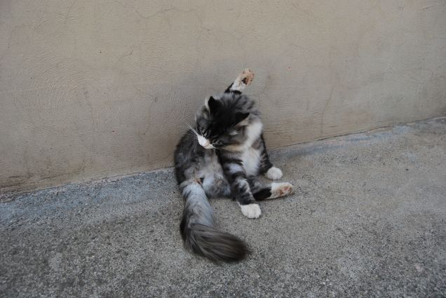 Bimba e le pulizie 3