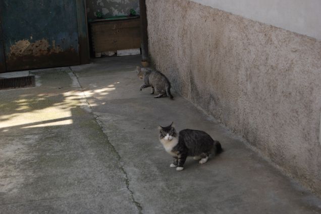 Rumori che fan paura