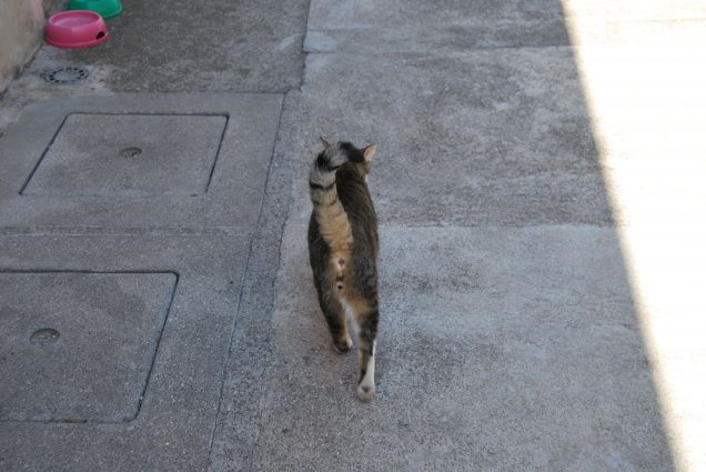 Panzerotto on the road