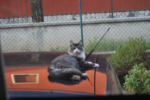 Bimba sulla macchina