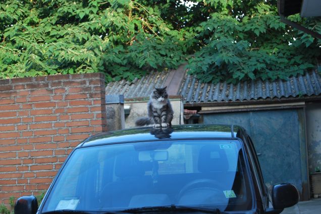 Bimba sulla macchina 2