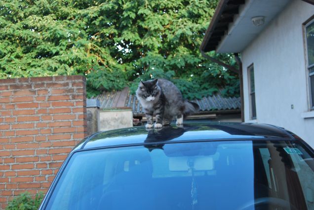 Bimba sulla macchina 4