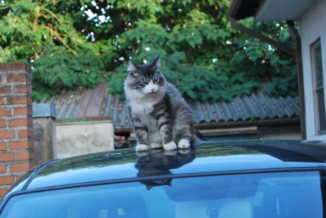 Bimba sulla macchina 5