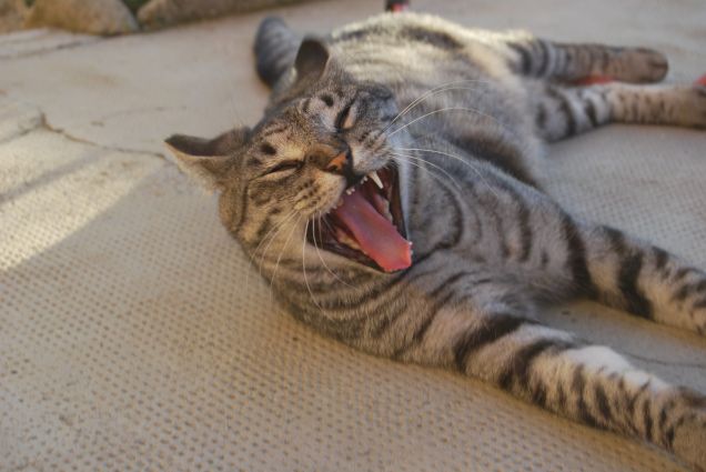 Grande sbadiglio senza un canino