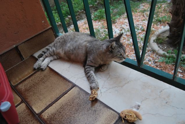 Guardo altrove ma io il topino non lo mollo