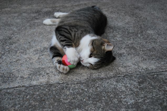 Mamma guarda come gioco