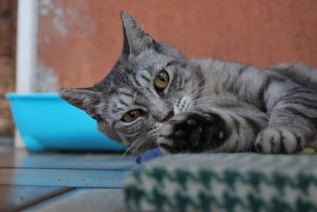 Micia giocherellona 2