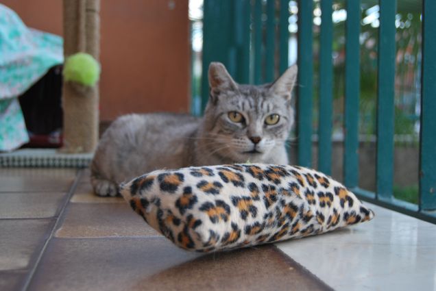 Mamma e il suo gioco preferito