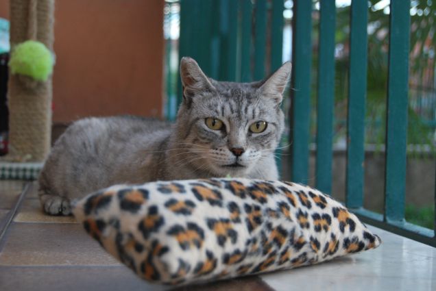 Mamma e il suo gioco preferito 2