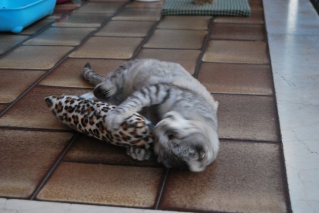 Qui non si smette mai di giocare