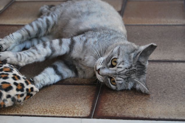 Qui non si smette mai di giocare 2