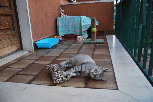 Qui non si smette mai di giocare 4