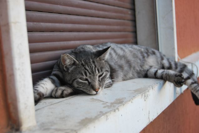 Ciop sempre stanco 3