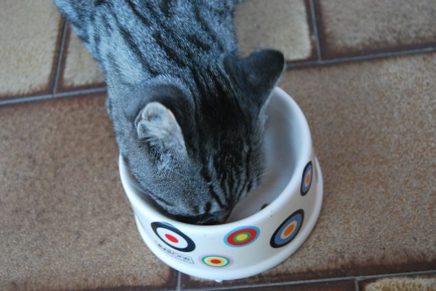 Ciop con la ciotolina nuova