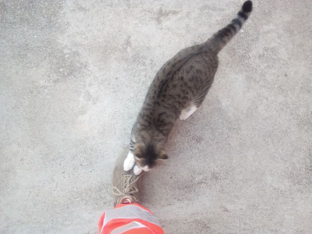 Boss sì fa le unghie