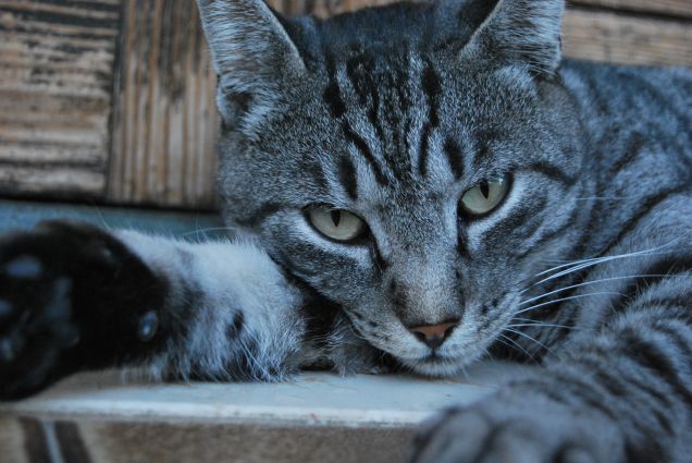 I gatti più belli li ho io