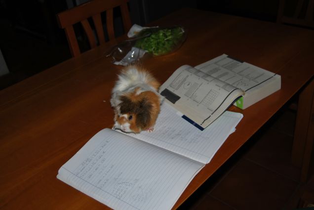 Sally si prepara per l'università