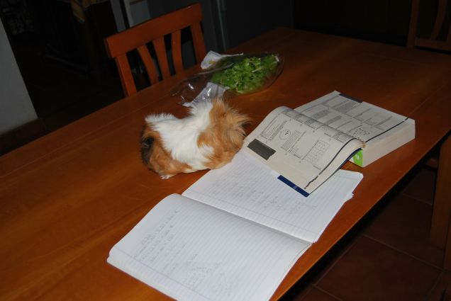 Sally si prepara per l'università 2