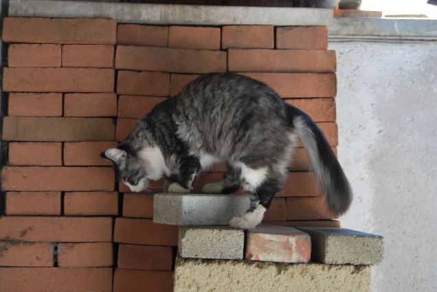 Bimba sulla pila di mattoni