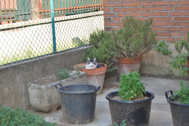 Un fiorellino nel vaso