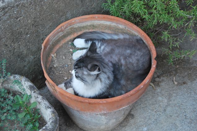 Un fiorellino nel vaso 2