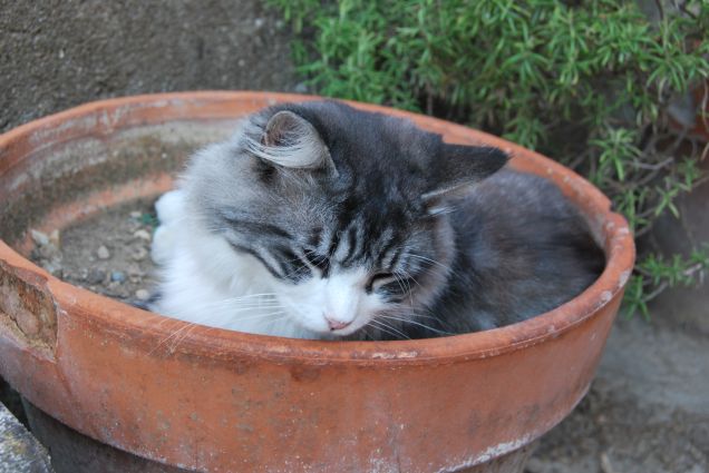 Un fiorellino nel vaso 3