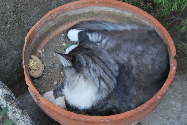 Bimba e lumachina nel vaso