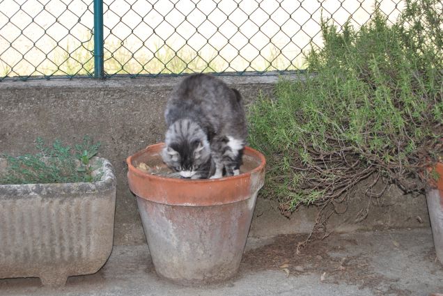 Bimba che ravana nel vaso