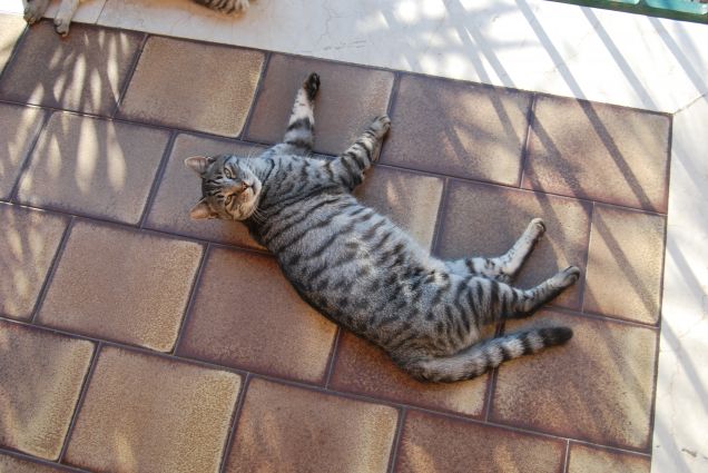 Ciop stai ingrassando??