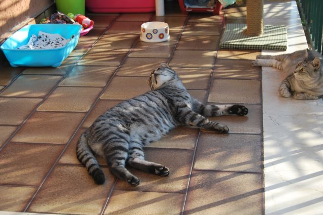 Chi ha aperto la porta?