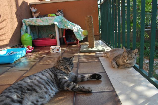 Non siete credibili come gatti di colonia, troppo viziati