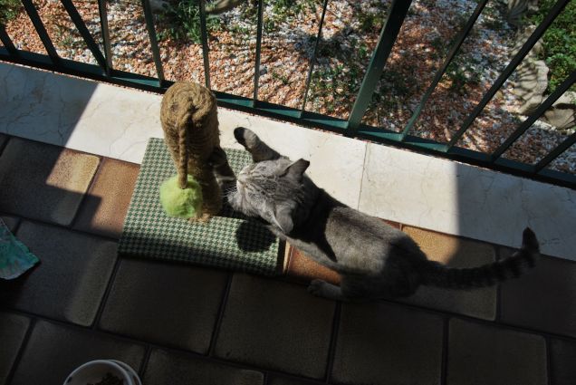 Guarda come sono brava ad usare il tiragraffi