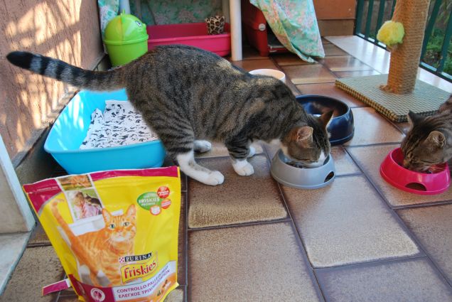 Mamma ci ha comprato delle crocchette nuove buonissime