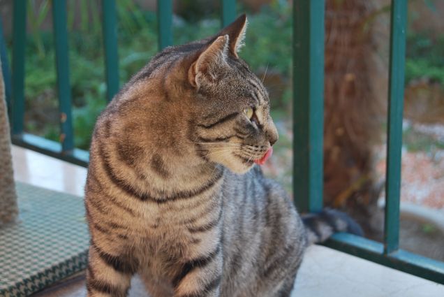 Confermo, pappa buonissima