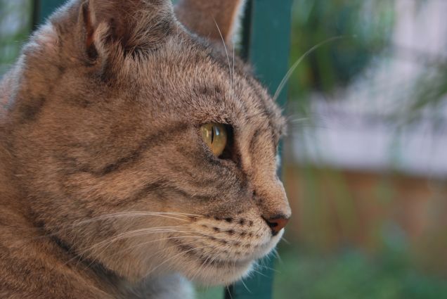 Occhi color oro, cuore d'oro