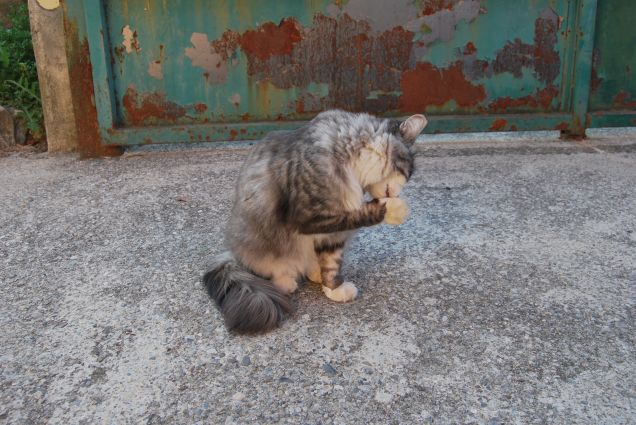 Operazione zampe pulite