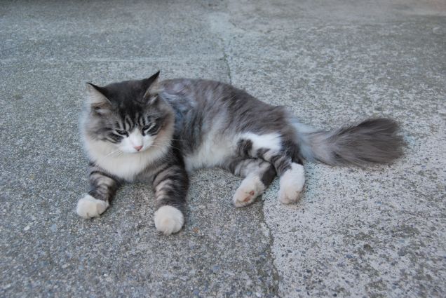 Questo caldo mi stanca