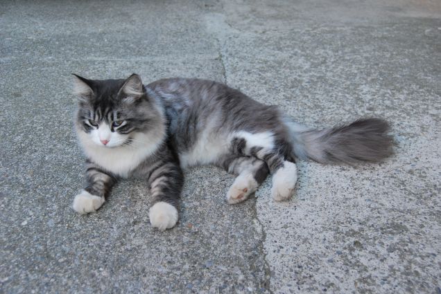 Questo caldo mi stanca 2