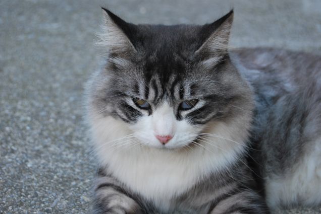 Questo caldo mi stanca 3