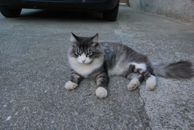 Questo caldo mi stanca 4