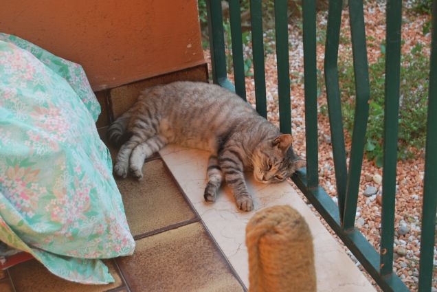 Questo caldo mi stanca 5