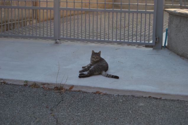 Anche attraverso il cancello riesci a farmi le foto?