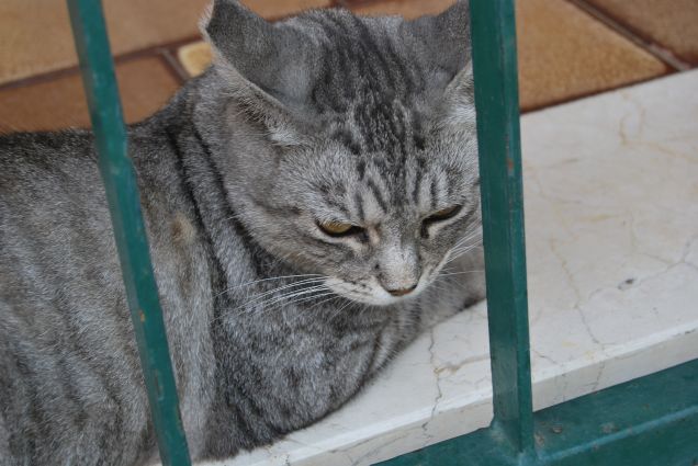 Guardando attraverso la ringhiera