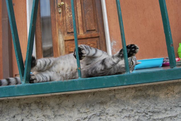 Pagliaccia del mio cuore